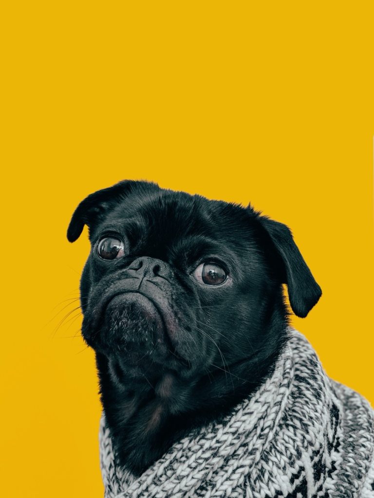 Popsicle the Pug